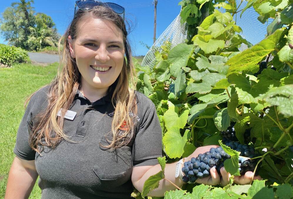 Natalie Bishop checks out the quality of the Tannat grapes being grown at Coolangatta Estate. Picture by Glenn Ellard.