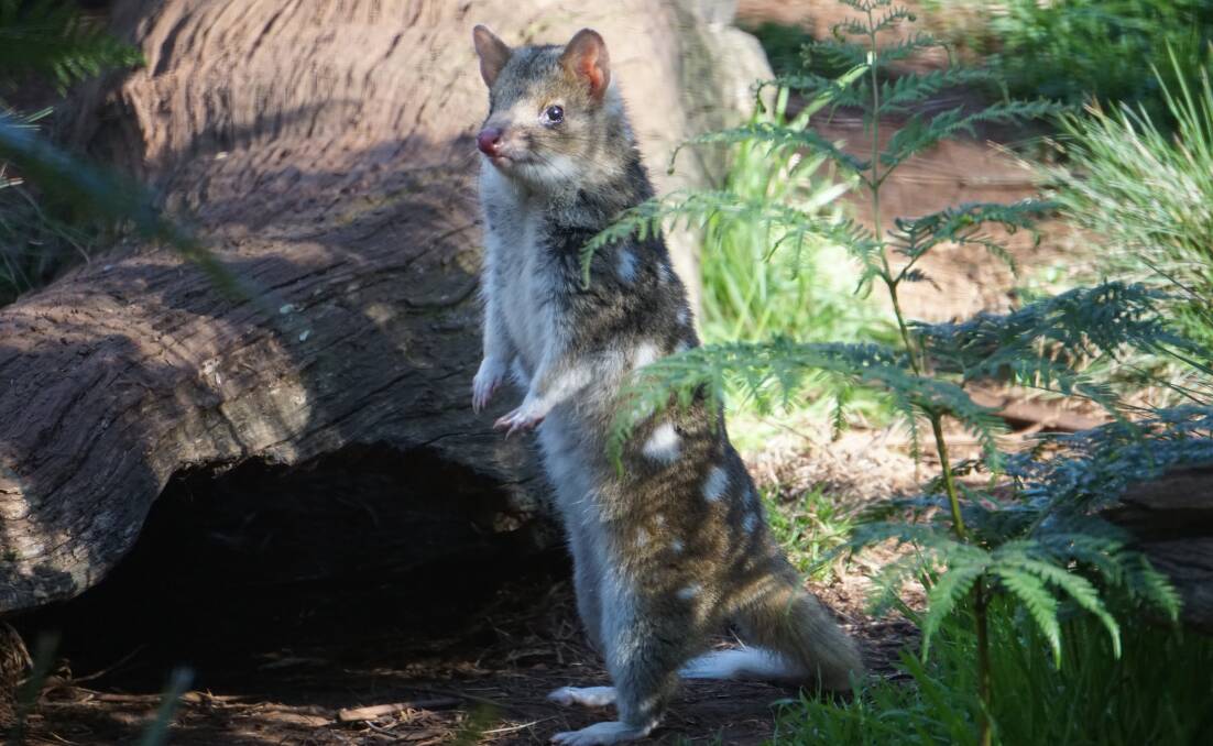 Although similar, the eastern quoll (pictured) has some distinct differences from the spotted-tail quoll. Picture supplied