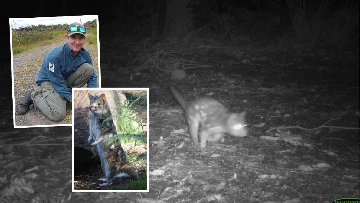 The spotted-tail quoll had not been recorded in Booderee National Park for 30 years and Booderee country and conservation manager Dion Maple said it was an unreal find. Pictures supplied