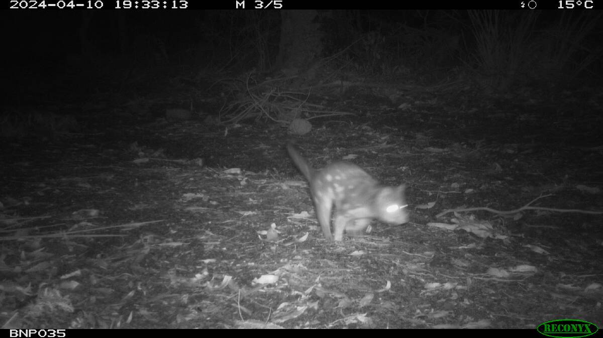 Camera footage shows what Booderee National Park rangers suspect is a male spotted-tail quoll in search of a mate or dinner. Picture supplied