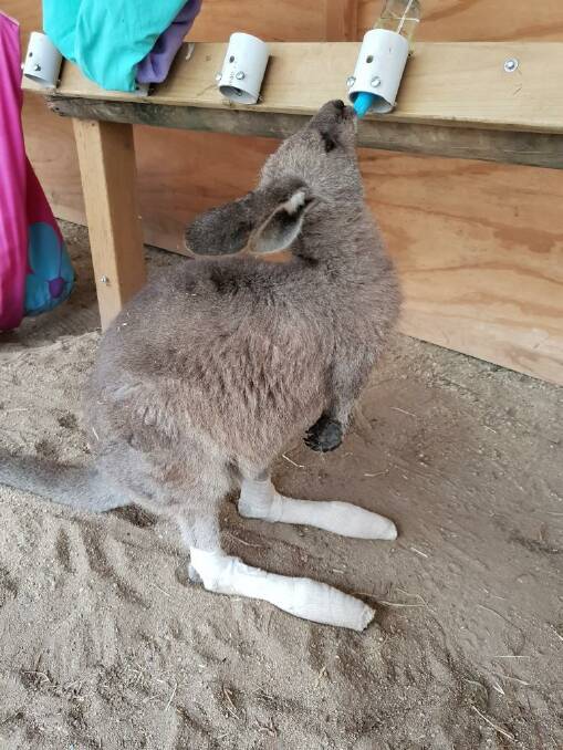 A burned and bandaged joey being fed at the East Lynne property of Kevin and Lorita Clapson.