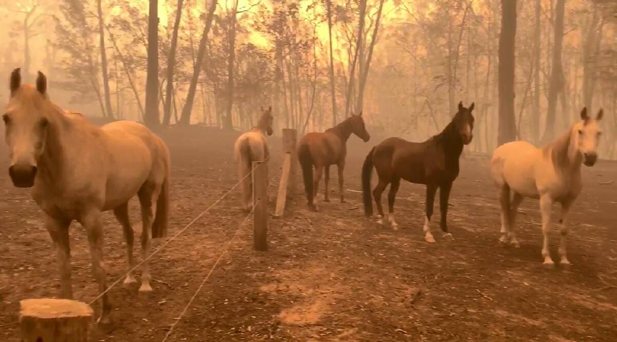 Lead mare Sophie, left, stands with her stunned herd after fire swept through Bodalla on January 23.