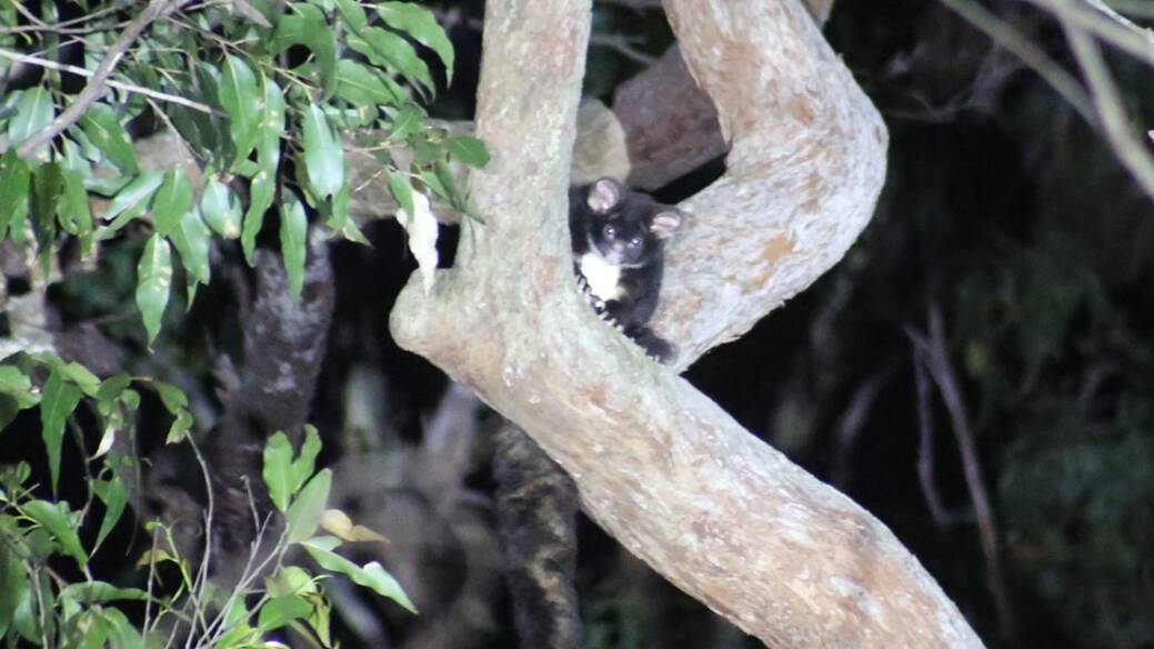 Greater glider sighted in Flat Rock State Forest. Picture supplied