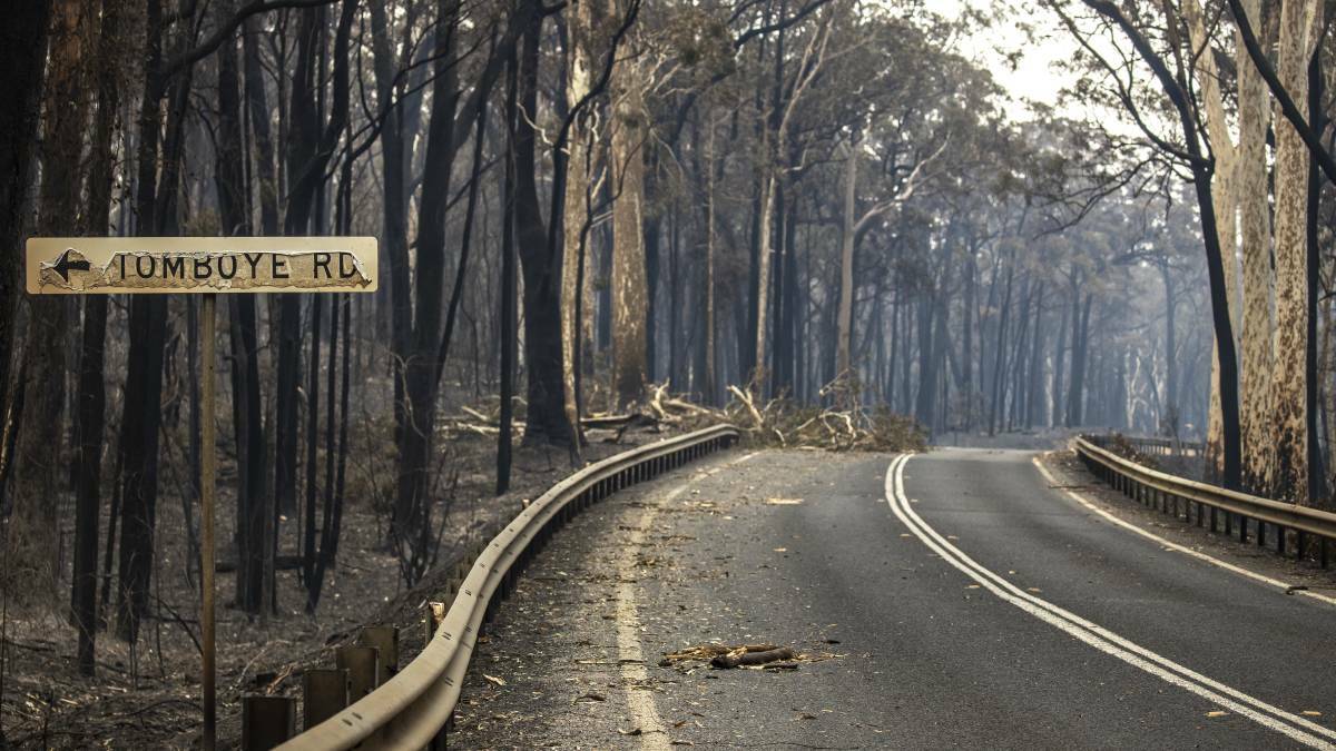 Burnt trees line the Princes Highway north of Batemans Bay. Picture: Sitthixay Ditthavong