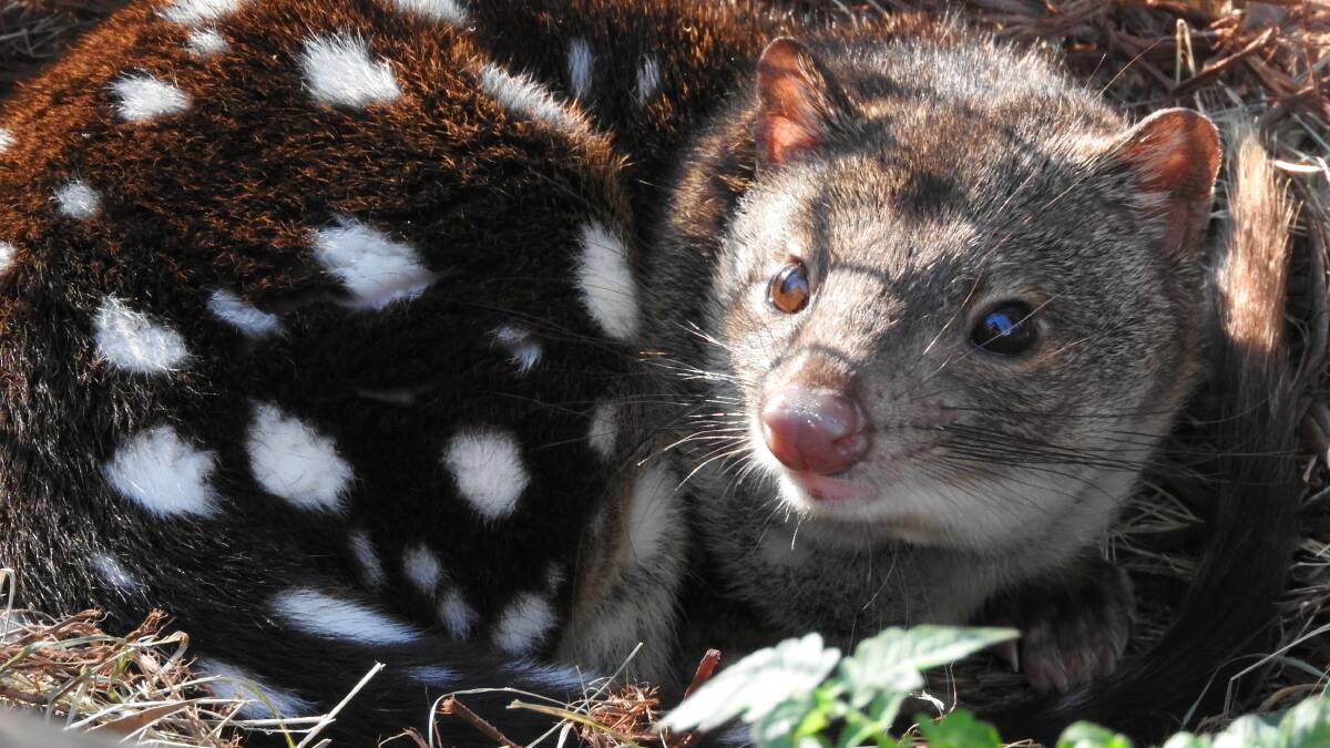 Spotted quolls are among the variety of native wildlife being looked after at Potoroo Palace.