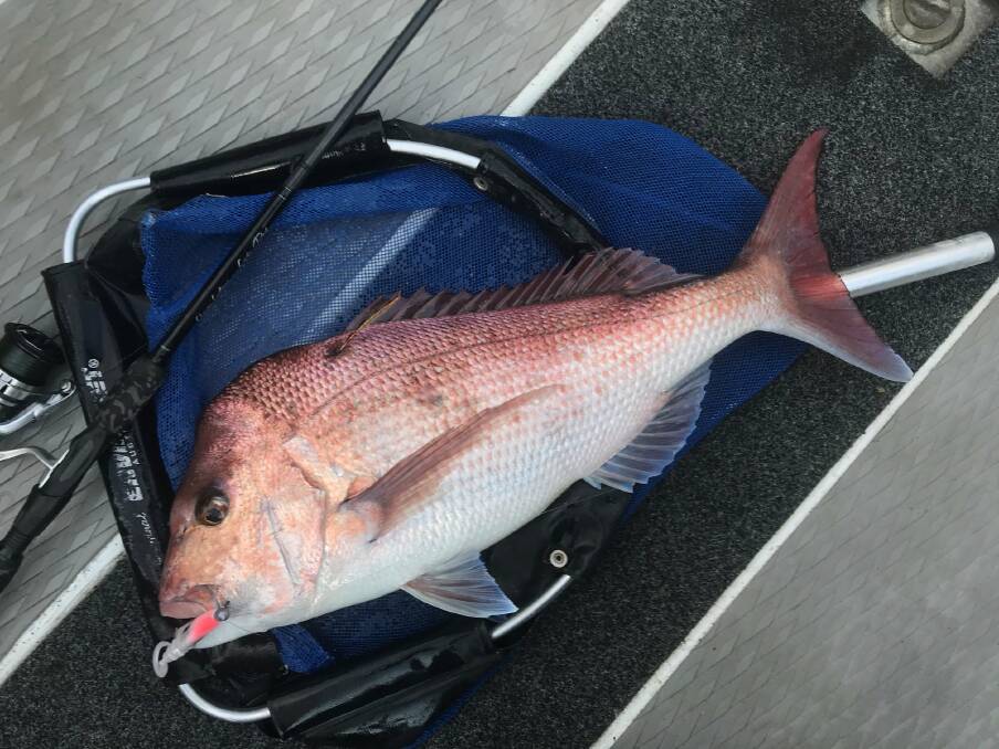 Initial catch: A snapper originally tagged by Chris Cleaver. Image: NSW DPI. 