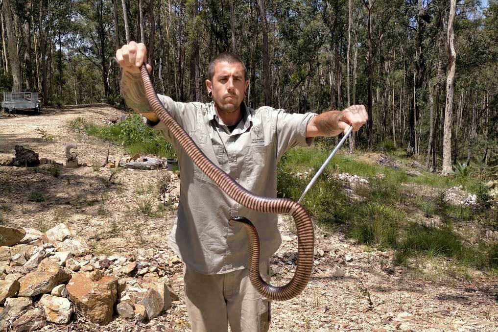 Snake catcher Brendan Smith holds an impressive snake in the Eurobodalla Shire. 