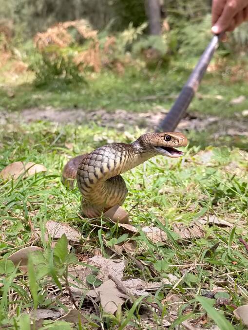 An eastern brown snake in its impressive defensive state. Image: Brendan Smith. 