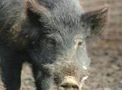 FERAL MENACE: It is estimated there is one feral pig for every person living in Australia.