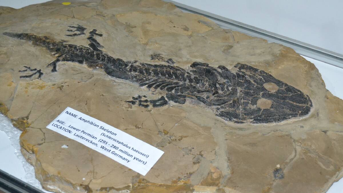 IMPRESSIVE: The Ulladulla Fossil House is now home to museum-quality exhibits from around the world.