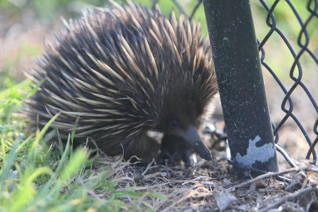 PIC OF THE DAY: Spiky visitor by Robert Crawford. Email your photos to editorial@ulladullatimes.com.au