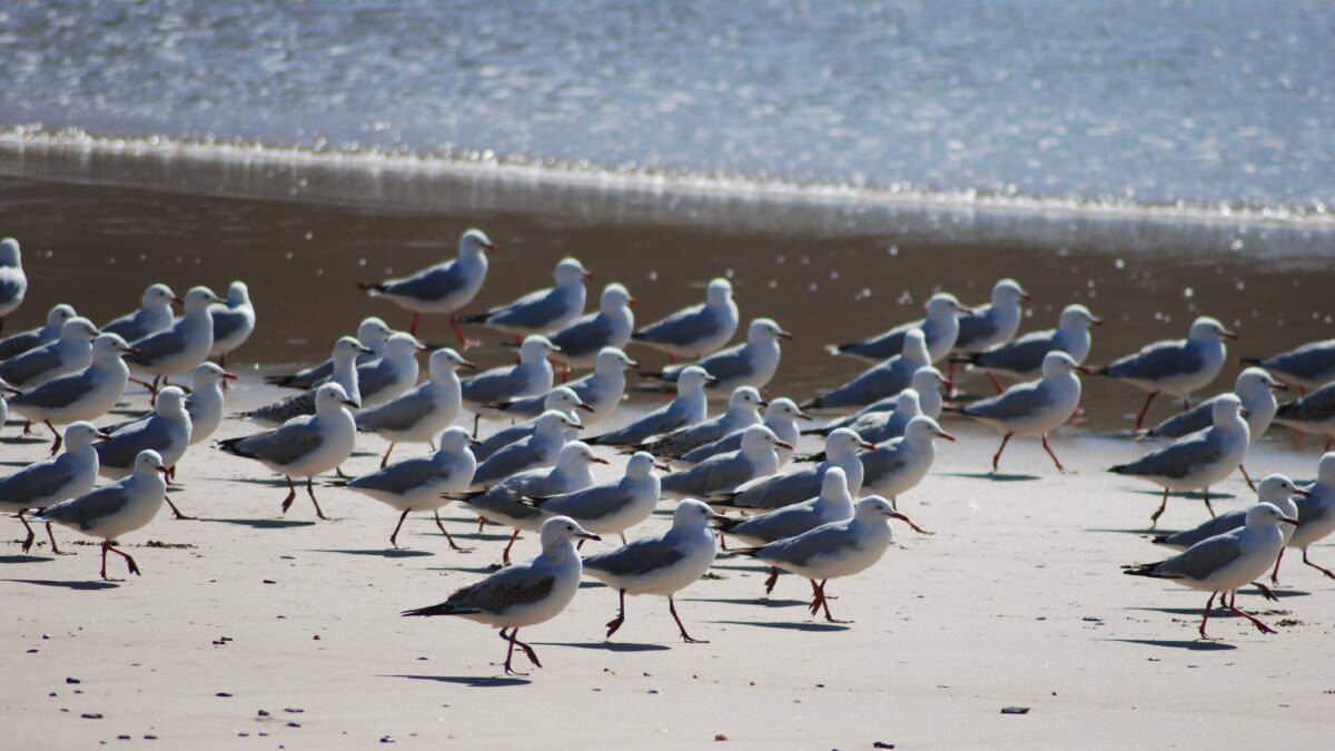 PIC OF THE WEEK: Walking gulls by John Hanscombe. Send photos to editorial.mutimes@fairfaxmedia.com.au. 