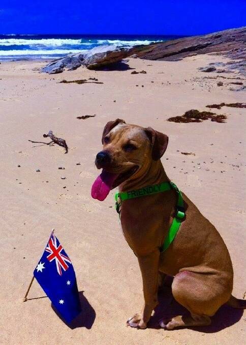 PIC OF THE WEEK: Well-known Ulladulla canine Chewbarker enjoys a day at the beach, snapped by @felicitygibbscarson.