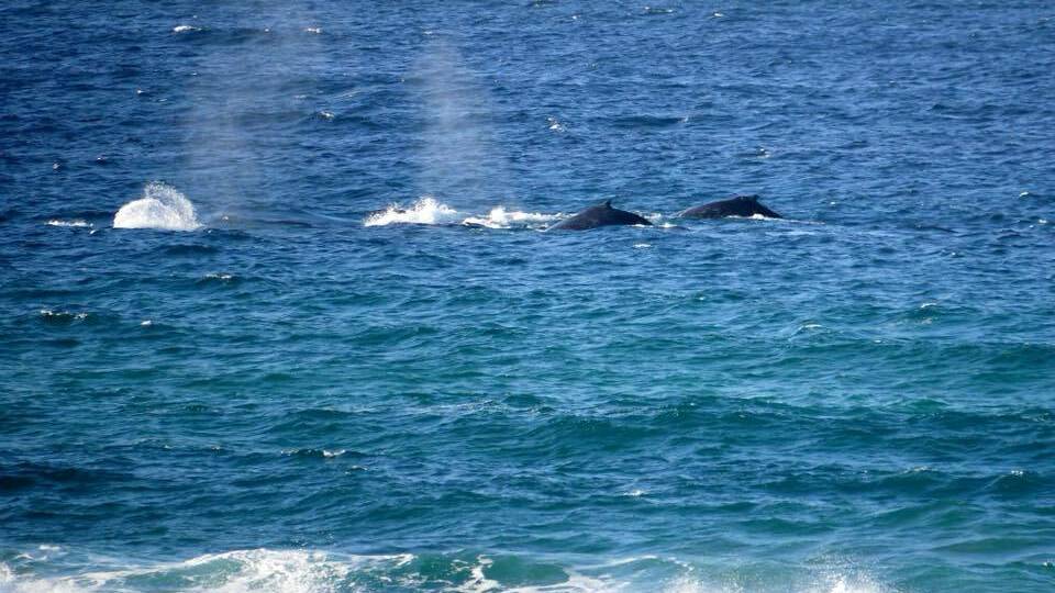 PIC OF THE WEEK: Julie Sinclair snapped these whales off Racecourse Beach on Sunday, June 10.