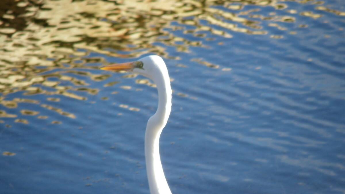 PIC OF THE WEEK: William Lansdown took this photo of an egret fishing in Burrill Lake. 
