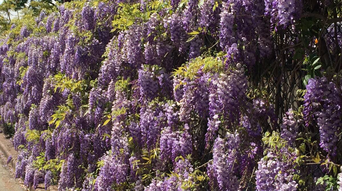 PIC OF THE WEEK: Spring flush of wisteria by Rob Crawford. Email your photos to editorial@ulladullatimes.com.au 