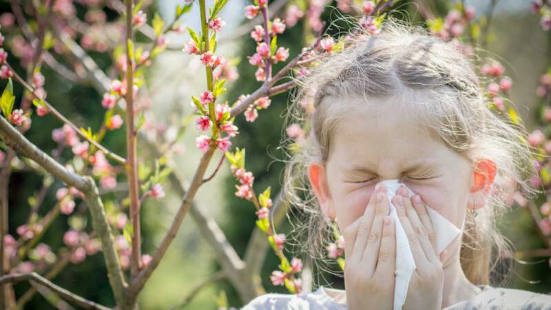Hay fever is not confined to spring. Photo: file