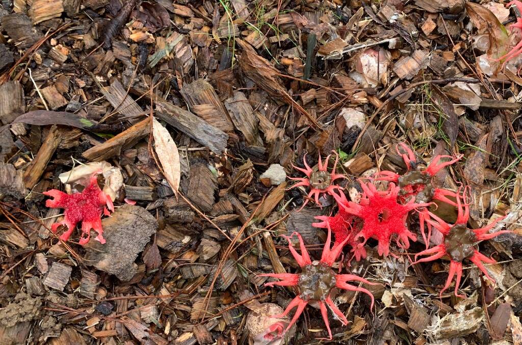 Pic of the week: Strange fungi has become a by-product of the heavy rain. Commonly known as the anemone stinkhorn is well-known for its foul odour.