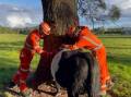 An unusual sight for all. A curious four-year-old bull got his head stuck in a tree. Picture: NSW SES Wingecarribee Unit.
