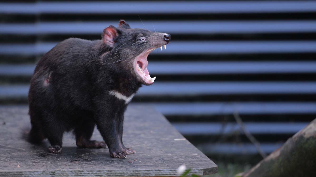 Tasmanian devils go on 3000km journey