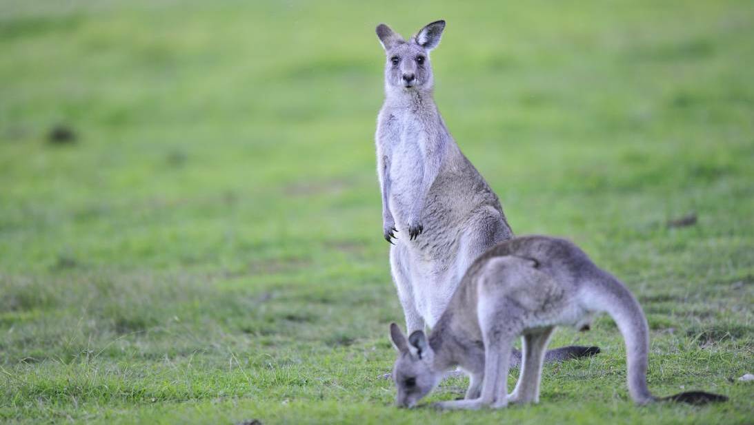 The main carriers of the disease are farm animals such as cattle, sheep and goats, but kangaroos have also been linked to the infection. Photo: file. 