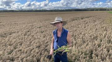 Richmond valley dryland rice grower Adam Dawes in a paddock of Tachiminori. The sustainable industry is being thwarted by government inaction.