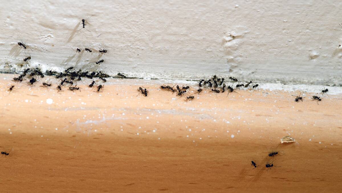 Ants have been increasingly sighted in homes throughout Milton-Ulladulla.