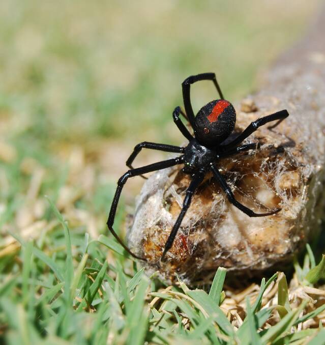 Ulladulla Pest Control owner John Holden said it is the season spiders multiply and breed.