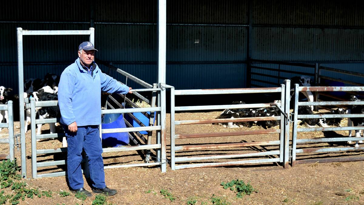 Milton dairy farmer Robert Miller is selling five per cent of his herd each week to abattoirs because he can't source feed, or afford to pay inflated prices for hay during the  drought. 