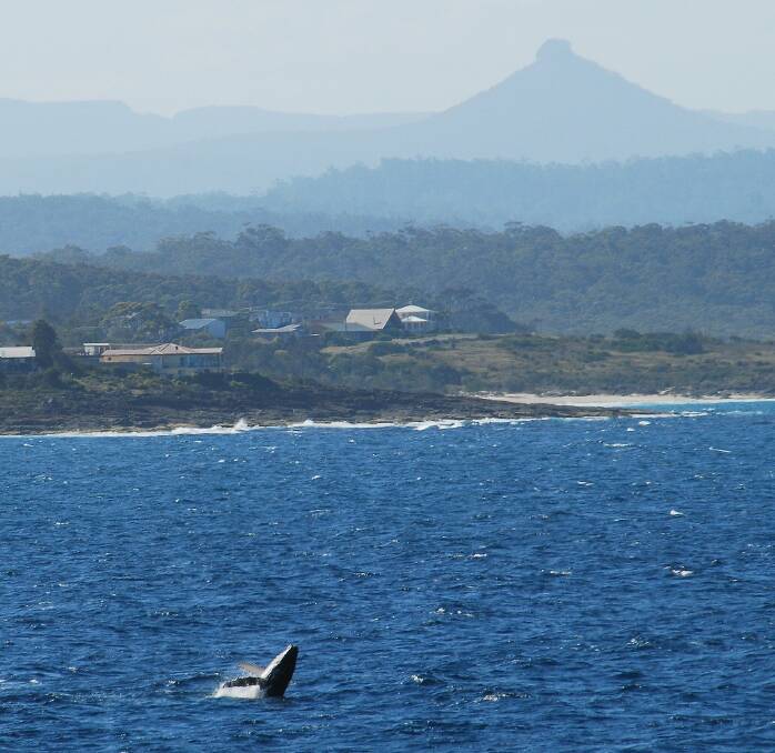 A Humpback Whale breaching in the waters between Brush Island Nature Reserve and Bawley Point. 