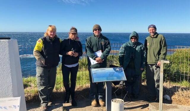 Volunteers at Ulladulla's Warden Head counted 45 humpback whales before 11.30am on Sunday. Picture: Supplied. 