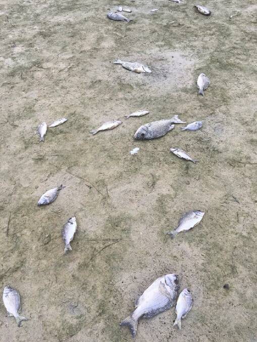 The bream found dead on Kioloa Beach recently after Butler's Lagoon was opened to the ocean. Photo: Margaret Hamon