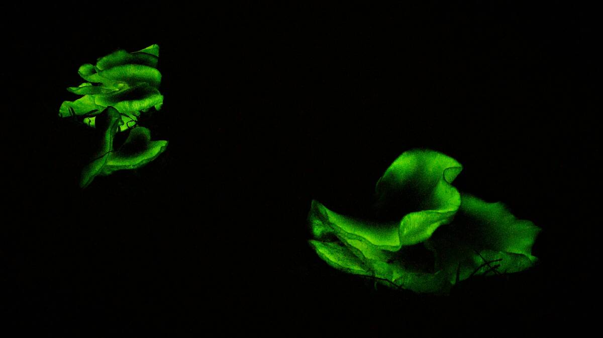 PIC OF THE WEEK: Dannie & Matt Connolly Photography took this photo of Glowing Mushrooms (Omphalotus Nidiformis) in Booderee National Park.