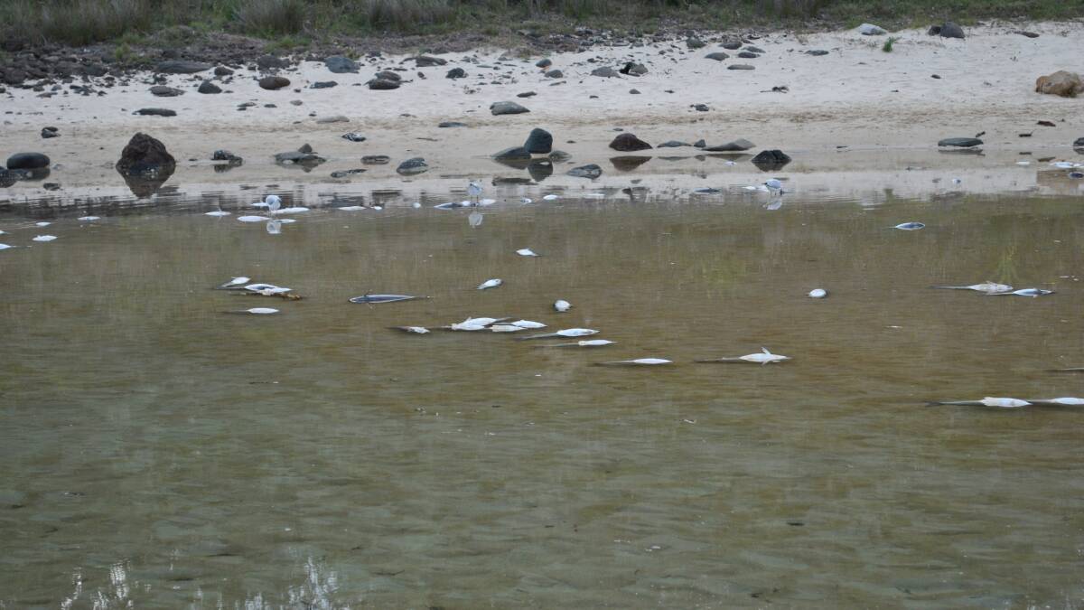 Hundreds of fish were found dead in the lake recently following its closure to the ocean. Photo: Emily Barton.