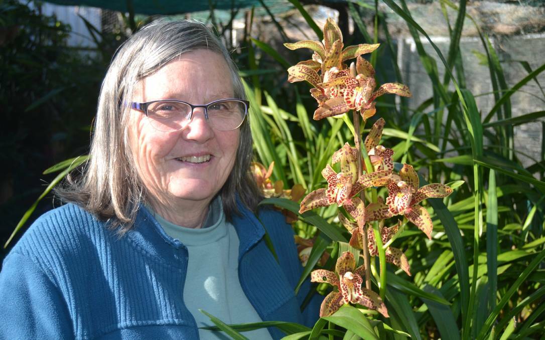 Marilyn Higgins of Milton has been busy growing and preparing orchids for the show in Ulladulla. 