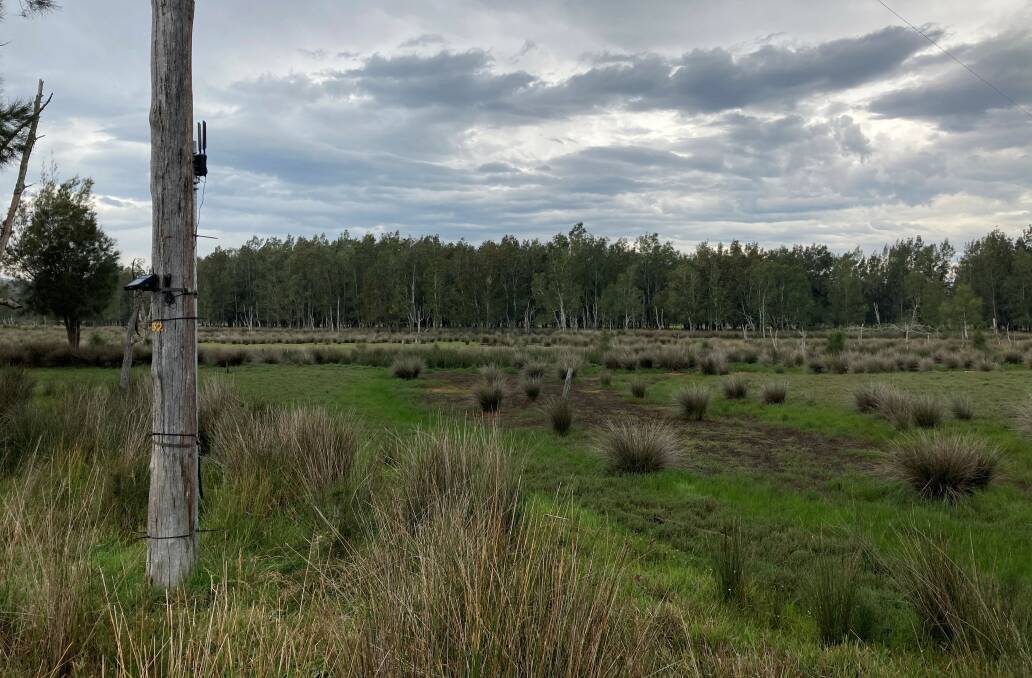 RECOVERY: A section of saltmarsh that is now fenced off to exclude cattle and allowed to regenerate naturally. Photo supplied