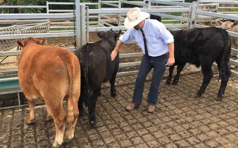STRONG SHOWING: 2020 Judge Alastair Rayner looks over some of the entries of the South Coast Beef School Steer Spectacular hoof competition at the Milton Meats complex.