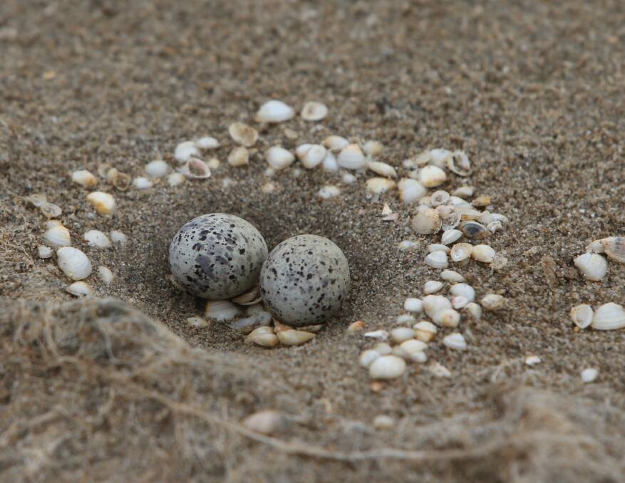CREATIVE: Little Tern's nests are often just depressions in the ground but can also be elaborately decorated with piles of shell grit, seaweed or small pebbles.
