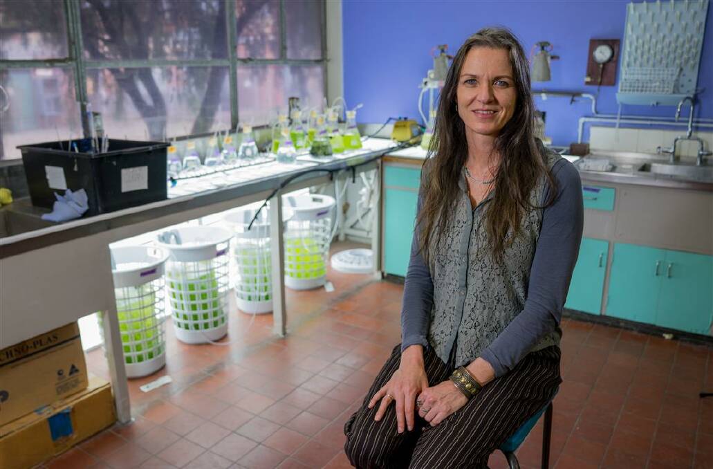 Dr Winberg was working on an integral part of pre-clinical trials that uses seaweed molecules to mimic connective-tissue in human skin for healing surgical wounds faster. Picture: Supplied