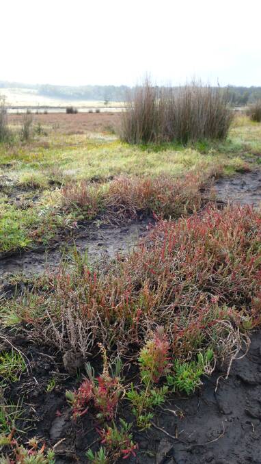 WORK: Mosaic of saltmarsh plants found within the targeted restoration site in the north of Burrill Lake, Photo supplied