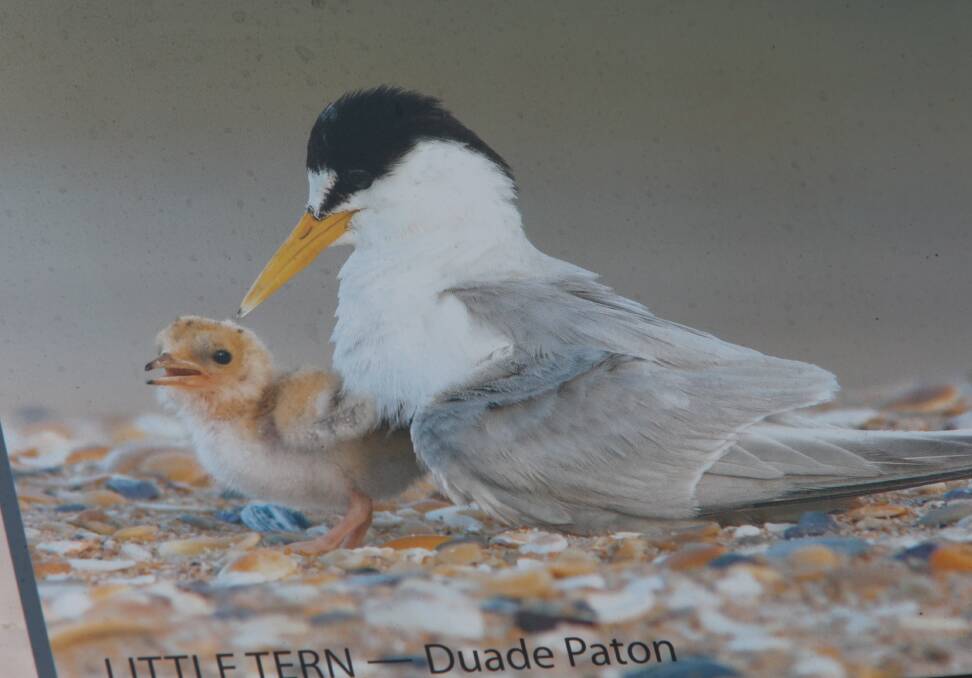 SUPERB: Duade Paton's wonderful photo of a Little Tern parent at Lake Wollumboola with its chick which is part of the new interpretive sign display.