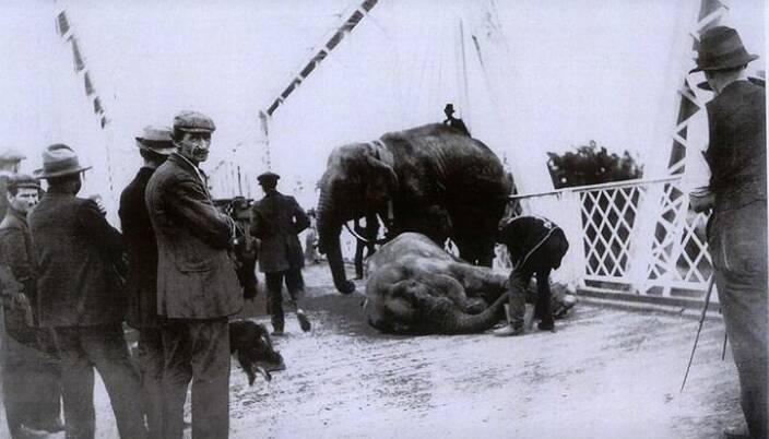 One of Wirth's Circus elephants decided to lie down on the bridge 1914.