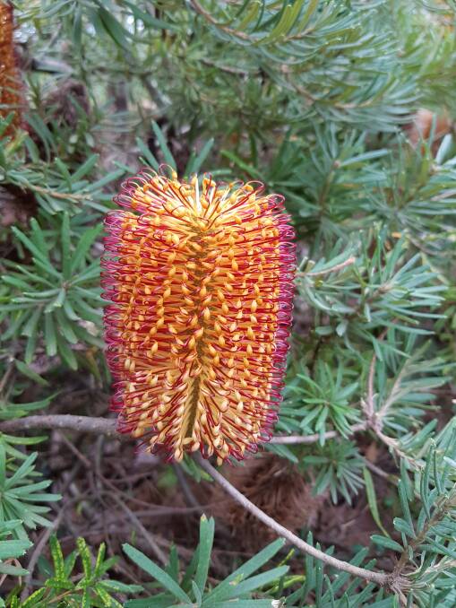 Another angle of Banksia vincentia. 