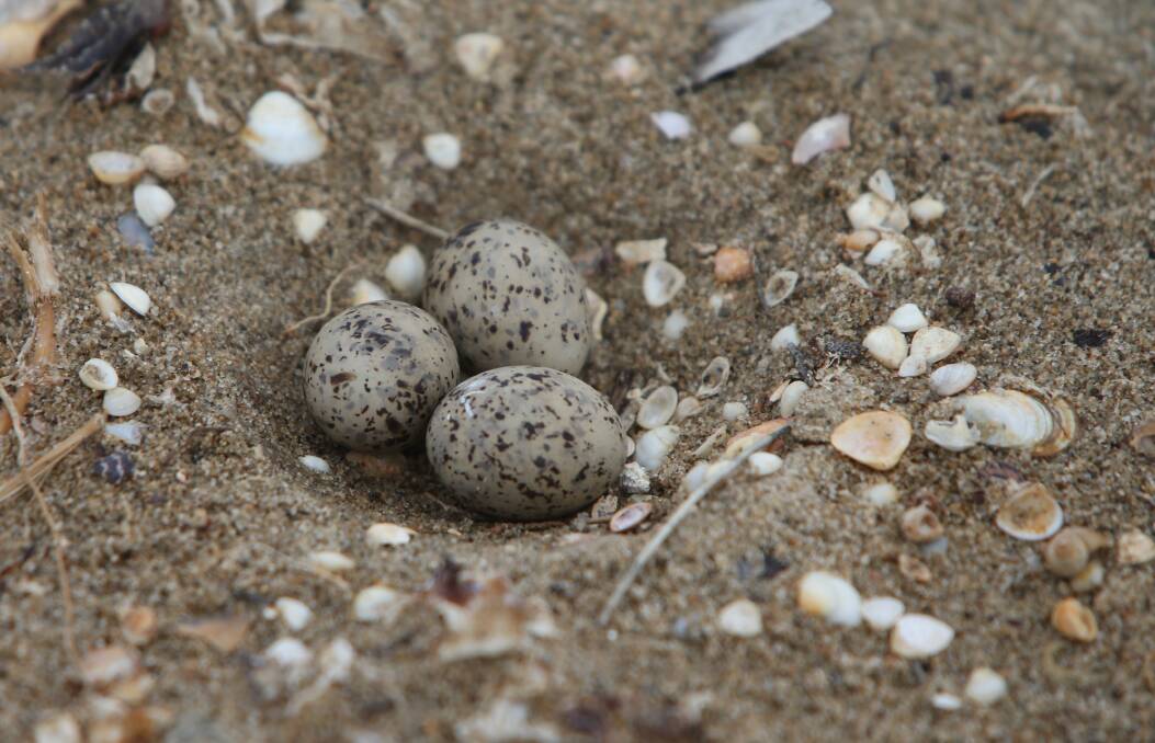 NEST: Another Lake Wollumboola Little Tern nest.