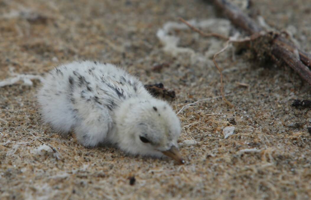 CHICK: A Little Tern chick hidden in among the debris at Lake Wollumboola.