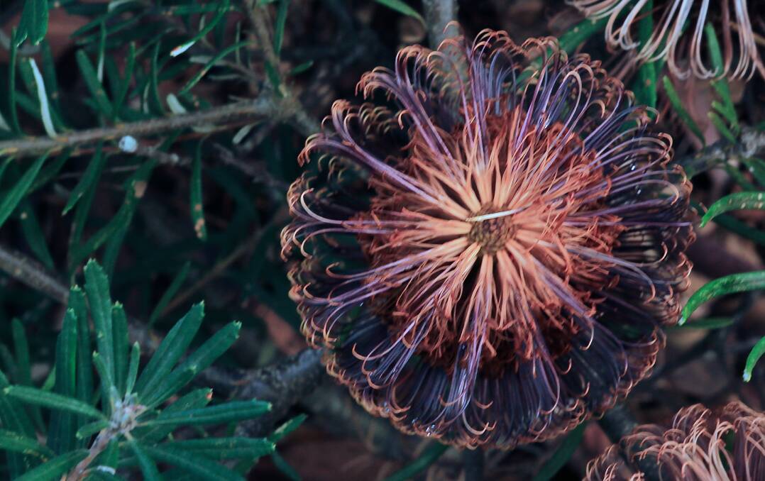The beautiful and unusually-coloured Banksia vincentia. Photo: Corinne Le Gall
