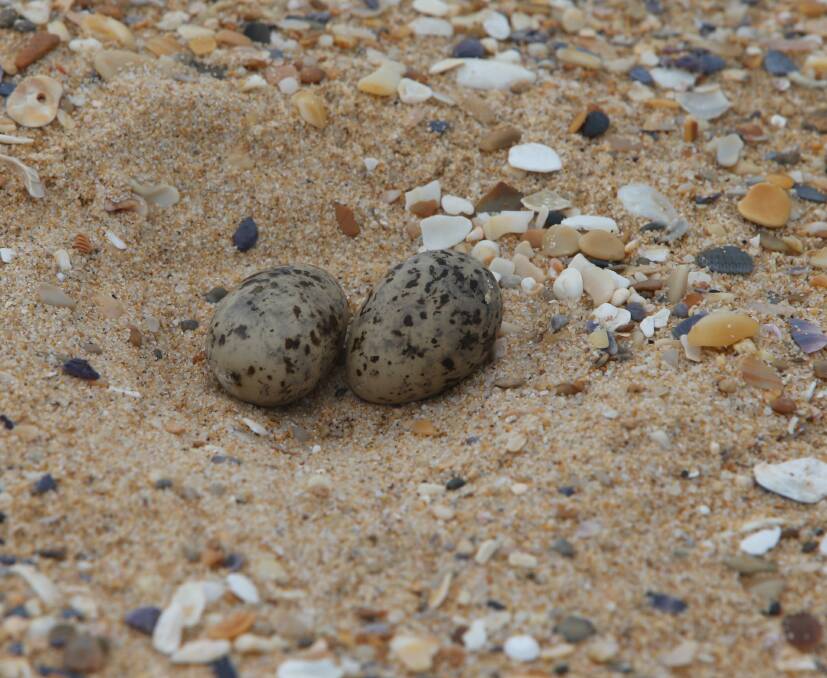 AMAZING: Expertly camouflaged among the various shell litter, the Terns nests are often almost indistinguishable.
