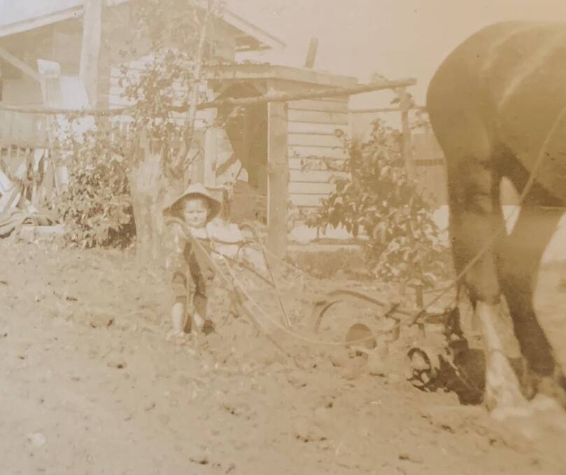 IN THE BLOOD: Merv Bennett behind a draught horse and plough when he was a toddler.