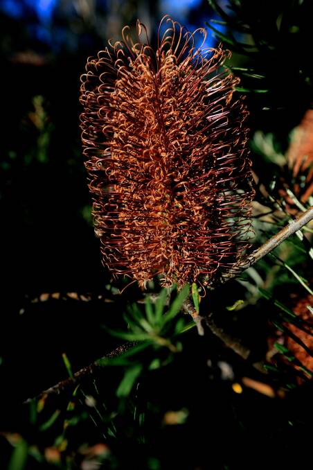 The beautiful and unusually-coloured Banksia vincentia. Photo: Corinne Le Gall
