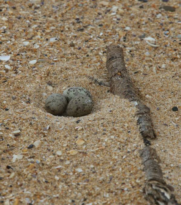 HIDDEN: This nest has been secreted next to a piece of driftwood.